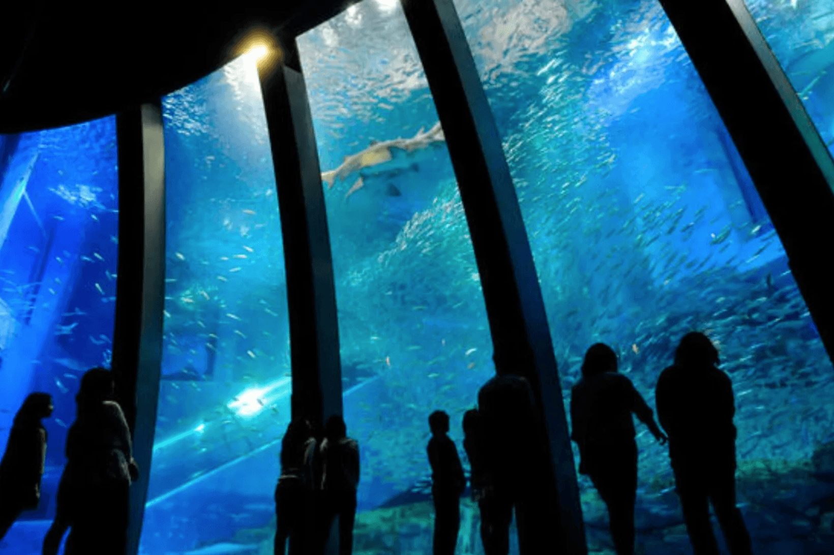 Complete Guide to a Date at the Tokyo Aquarium: Conversation Topics and Tips for Success on a First Date